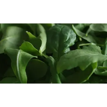 spinach (21)-8806119-14219.webp